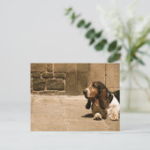 Basset Hound Postkarte (Stehend Vorderseite)