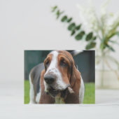 Basset Hound Postkarte (Stehend Vorderseite)