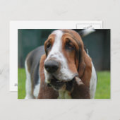 Basset Hound Postkarte (Vorne/Hinten)