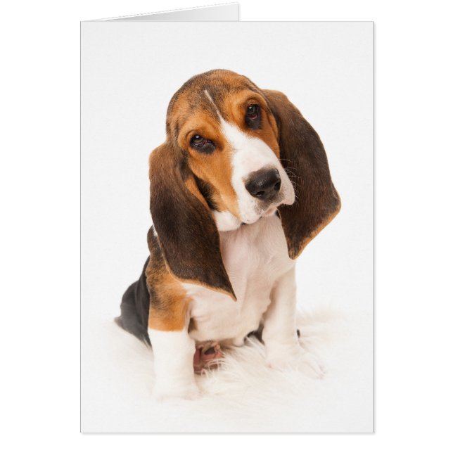 Basset hound puppy (Vorne)