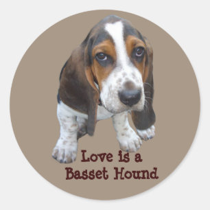 Basset Hound Puppy Sticker