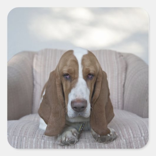 Basset Hound Quadratischer Aufkleber (Vorderseite)