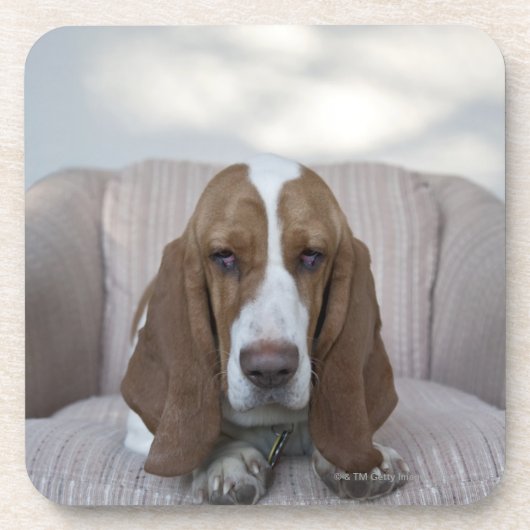 Basset Hound Untersetzer (Vorderseite)