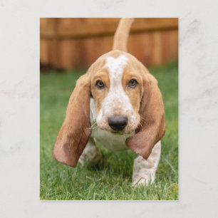 Basset Hound-Welpe beim Gehen Postkarte