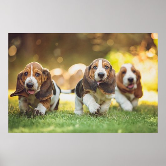 Basset Hound Welpen laufen Poster (Vorne)
