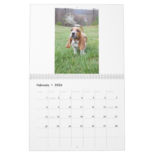 Basset Hound-Welpenkalender Kalender (Feb 2026)
