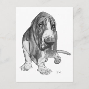 Basset Hound Zeichnend Postkarte