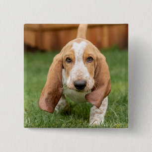 Basset Houng Puppy Walking Button