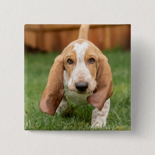 Basset Houng Puppy Walking Button (Vorderseite)