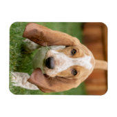 Basset Houng Puppy Walking Magnet (Horizontal)