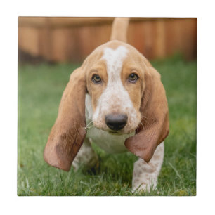 Basset Houng Welpe beim Gehen Fliese