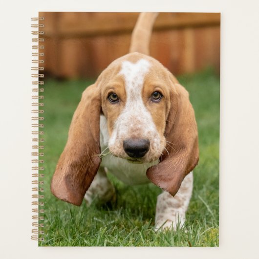 Basset Houng Welppy Walking Planer (Vorderseite)