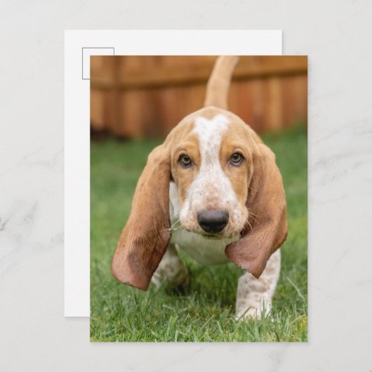 Basset Houng Welppy Walking Postkarte (Vorne/Hinten)