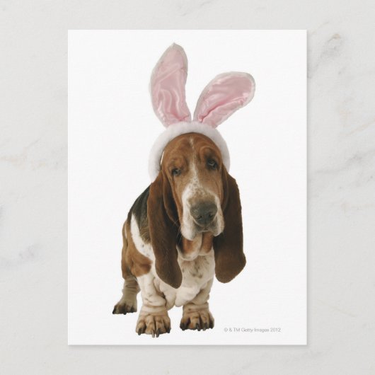 Basset-Hund mit sonnigen Ohren Postkarte (Vorderseite)