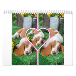 Basset-Hundekalender Kalender