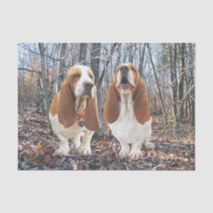 Basset im Holz-Seidenpapier Seidenpapier
