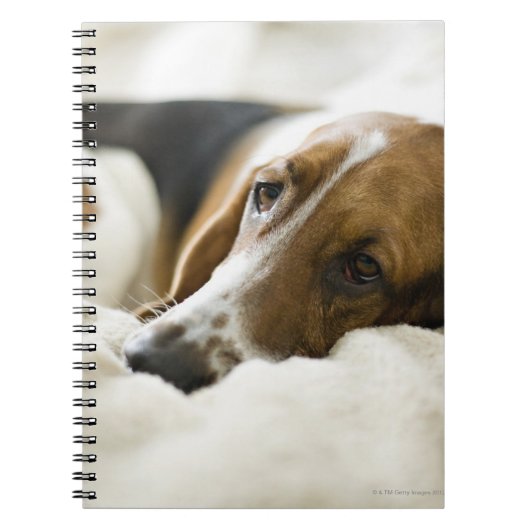 Basset-Jagdhund Notizblock (Vorderseite)