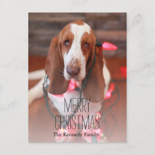Basset, Weihnachten, Weihnachten