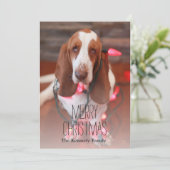 Basset, Weihnachten, Weihnachten (Stehend Vorderseite)