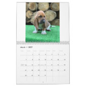 Bassetwelpenkalender Kalender (Mär 2027)