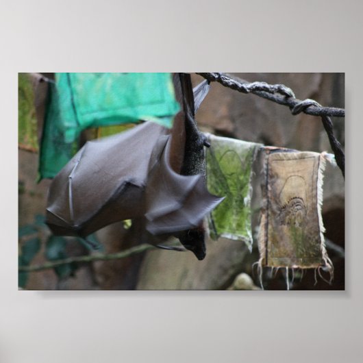 Bat (3) - Plakat/Druck Poster (Vorne)