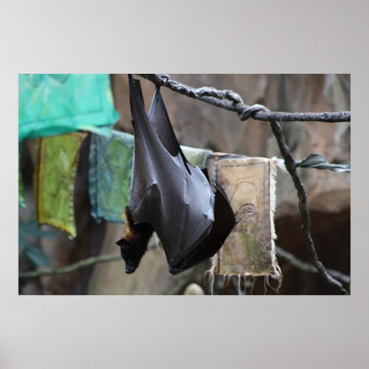 Bat (6) - Plakat / Druck (Vorne)