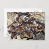 Bat Attack Day Postkarte (Vorne/Hinten)