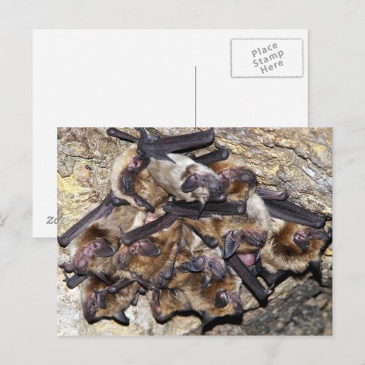Bat Attack Day Postkarte (Vorne/Hinten)