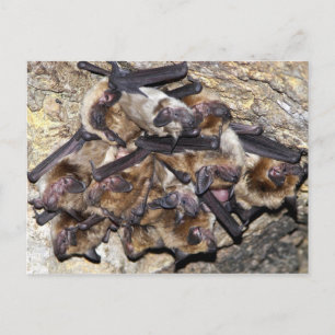 Bat Attack Day Postkarte