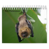 Bat/Fledermaus als Kalender (Titelbild)