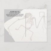 Bat Fossil, Fossil Lake, Fossil Butte, WY Postkarte (Rückseite)