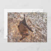 Bat in einer Höhle Postkarte (Vorne/Hinten)