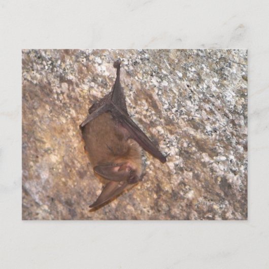 Bat in einer Höhle Postkarte (Vorderseite)