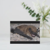 Bat in Höhle Postkarte (Stehend Vorderseite)