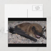 Bat in Höhle Postkarte (Vorne/Hinten)