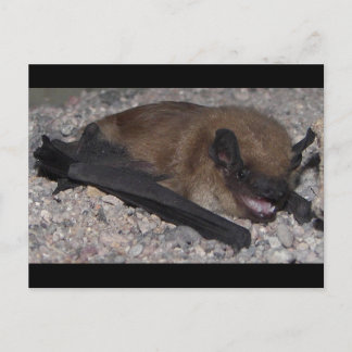 Bat in Höhle Postkarte