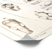 Bat Skeleton and Skulls Veterinary Anatomy Print Poster (Ecke)