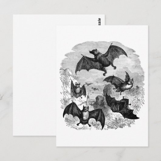 Bat Sketch Postkarte (Vorne/Hinten)