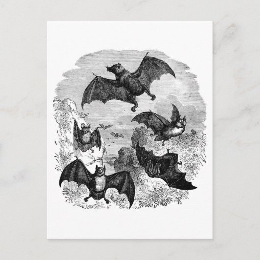 Bat Sketch Postkarte (Vorderseite)