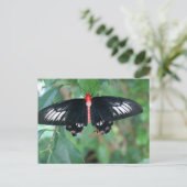 Bat Wing Butterfly Postkarte (Stehend Vorderseite)