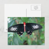 Bat Wing Butterfly Postkarte (Vorne/Hinten)