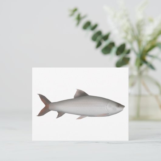 Bata Postkarte (Stehend Vorderseite)