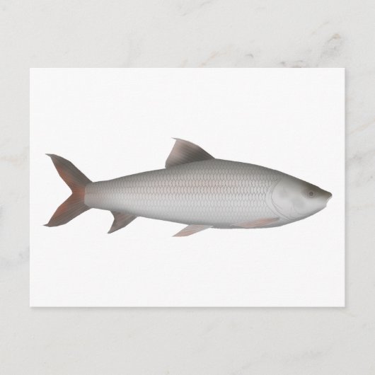 Bata Postkarte (Vorderseite)