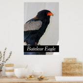 Bateleur Eagle Poster (Küche)