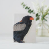 Bateleur Eagle Postkarte (Stehend Vorderseite)