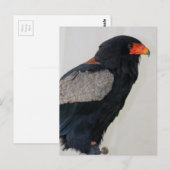 Bateleur Eagle Postkarte (Vorne/Hinten)