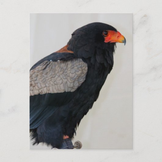 Bateleur Eagle Postkarte (Vorderseite)
