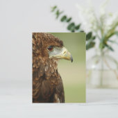 Bateleur Eagle Terathopius Ecaudatus Postkarte (Stehend Vorderseite)