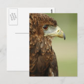 Bateleur Eagle Terathopius Ecaudatus Postkarte (Vorne/Hinten)