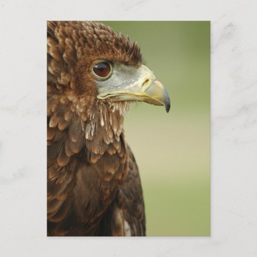 Bateleur Eagle Terathopius Ecaudatus Postkarte (Vorderseite)